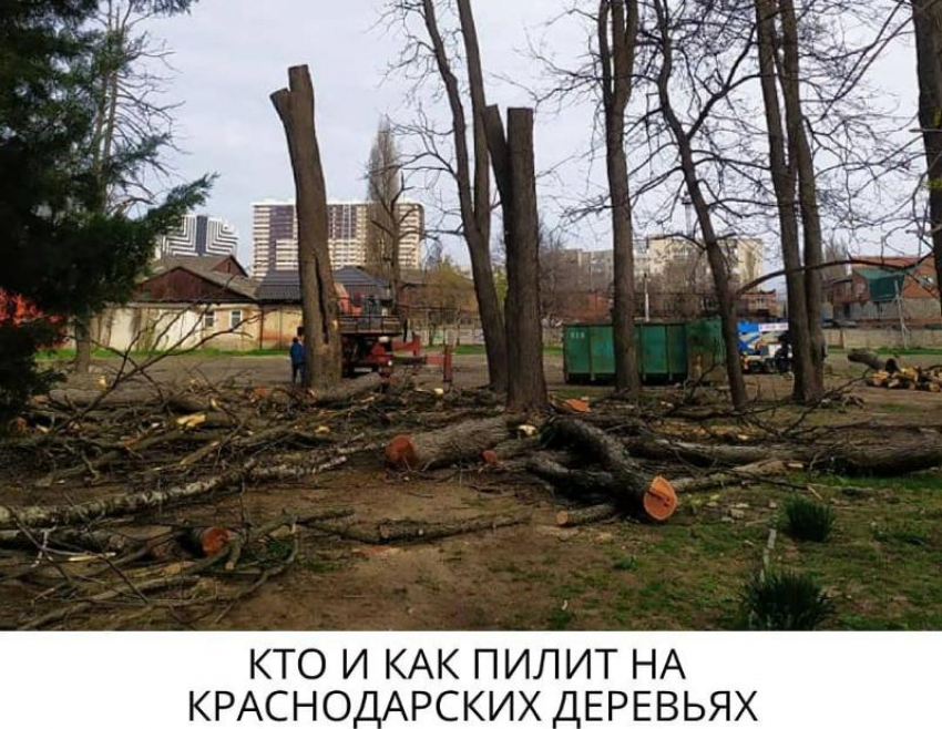 Активисты выяснили, почему обрезка деревьев в Краснодаре происходит некачественно