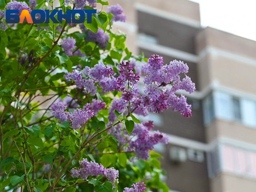 Тёплый и ветреный день ожидается в Краснодаре на Радоницу