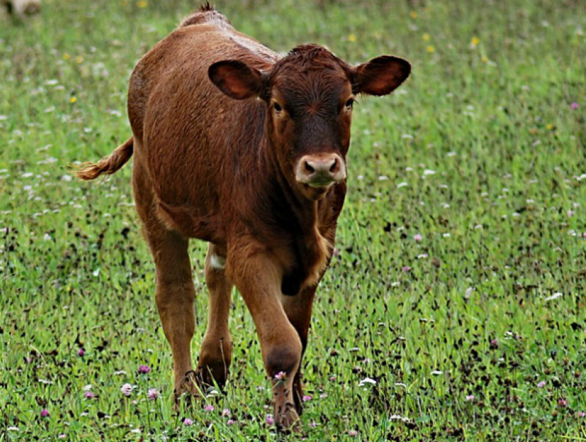 Волгодончанка в гостях на Кубани не удержалась и украла теленка
