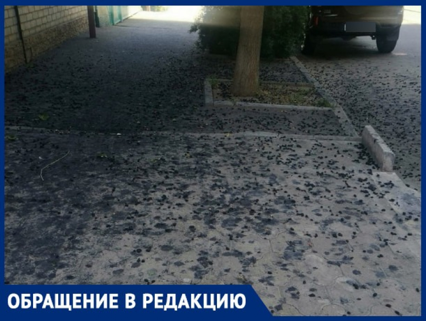 Шелковица и падающие ветки терроризируют жителей Краснодара