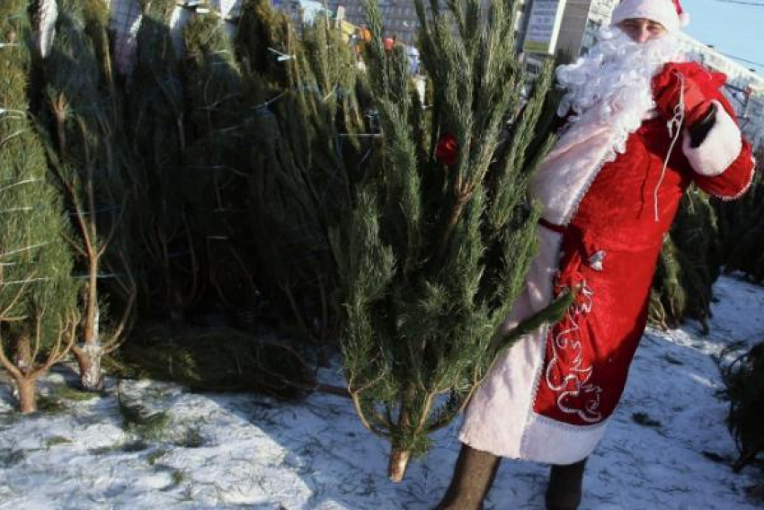 В Краснодаре на елочных базарах будут работать Деды Морозы и Снегурочки