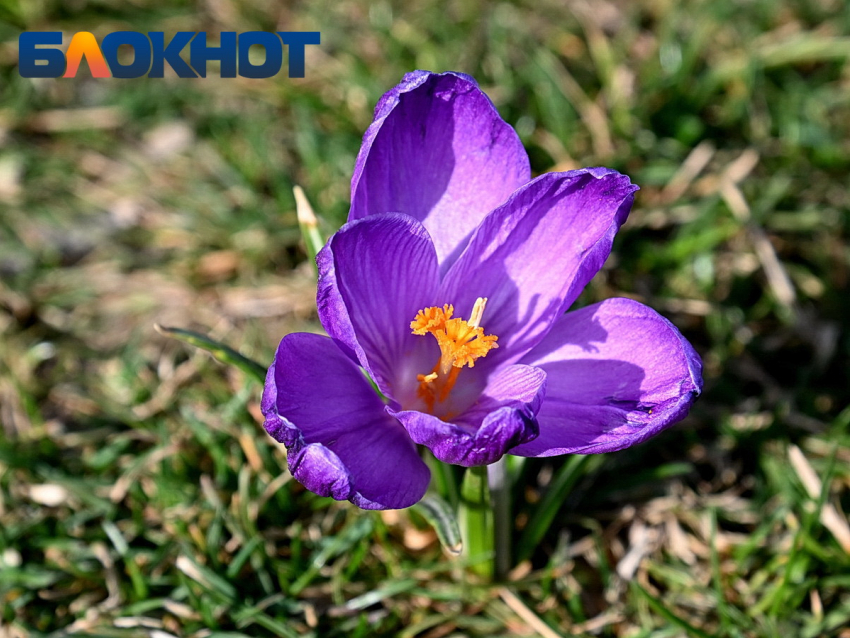 До +17 градусов прогреется воздух в Краснодаре 11 марта 