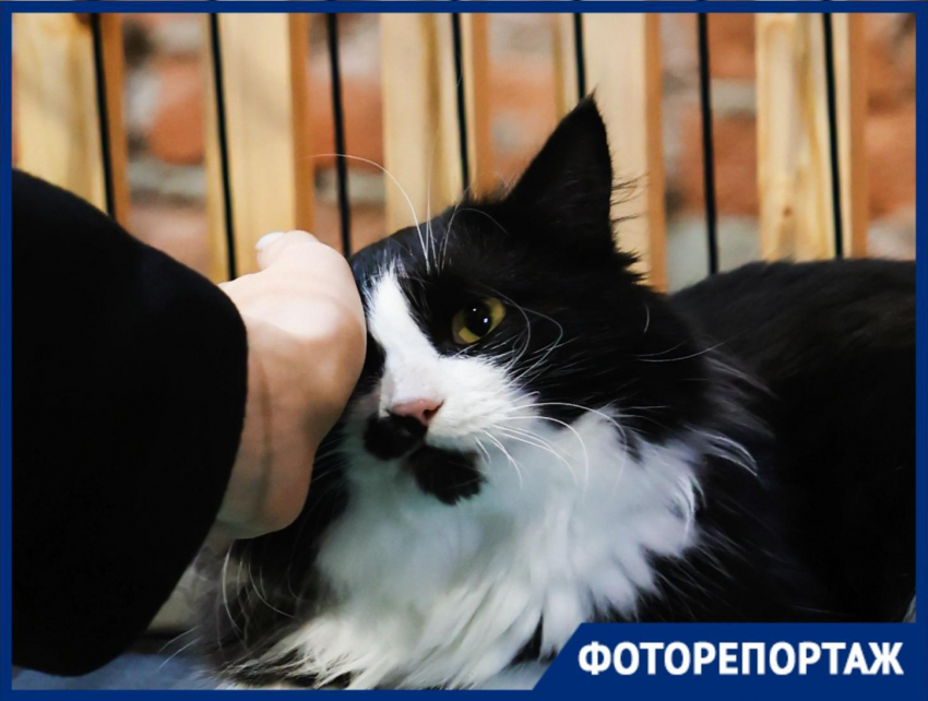 Мяумопомрачительное зрелище: бездомные котики покорили сердца краснодарцев