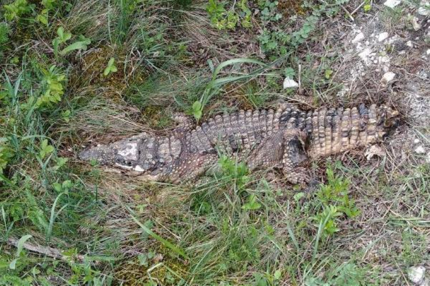 В лесу под Новороссийском отдыхающие нашли мёртвого крокодила