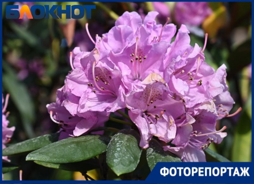 Розы, ирисы и удивительный рододендрон: Краснодар утонул в цветах 