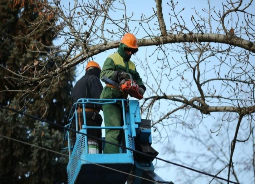 Краснодарцев научат правильному уходу за деревьями