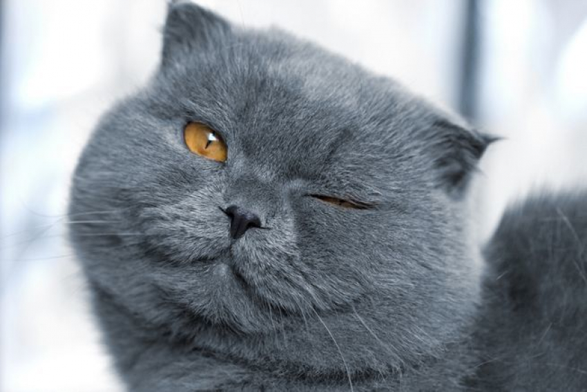 На Кубани без осадков, но облачно
