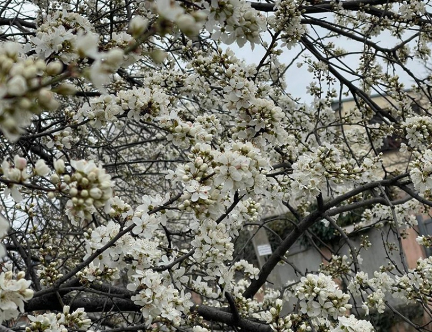 «Краснодар, родненький»: Маргарита Симоньян показала фото цветущего города