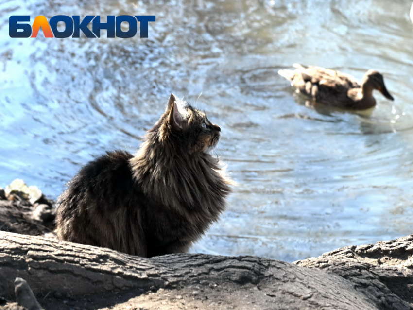 До -2 градусов ночью опустятся столбики термометров в Краснодаре