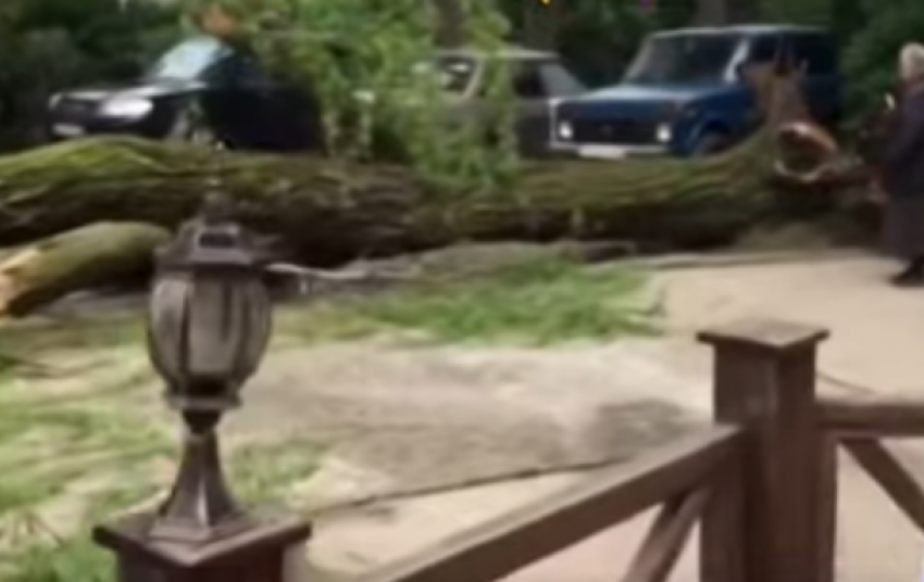  В Сочи во дворе дома на глазах у жильцов рухнуло дерево 