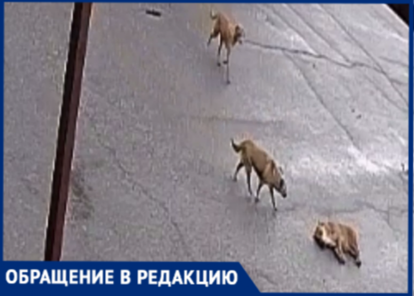 «Щенков убили на глазах у детей»: в станице Кубани устроили расправу над бездомными животными