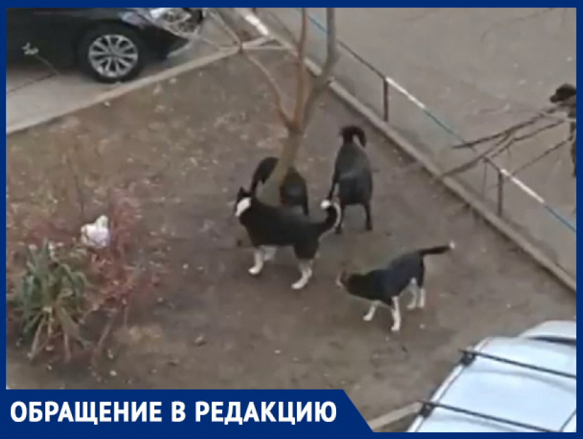 Стая собак держит в страхе жителей КМР в Краснодаре