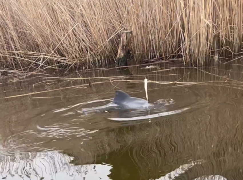 Дельфина спасли от мучительной смерти в сетях в Краснодарском крае