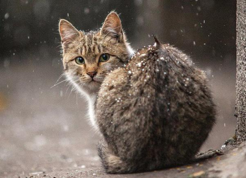 На Кубани облачно, местами пройдет мокрый снег