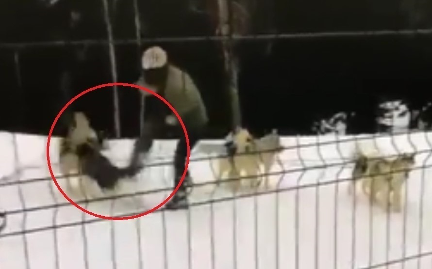 «Саму бы в упряжку»: вопиюще жестокое обращение с животными засняли в Сочи