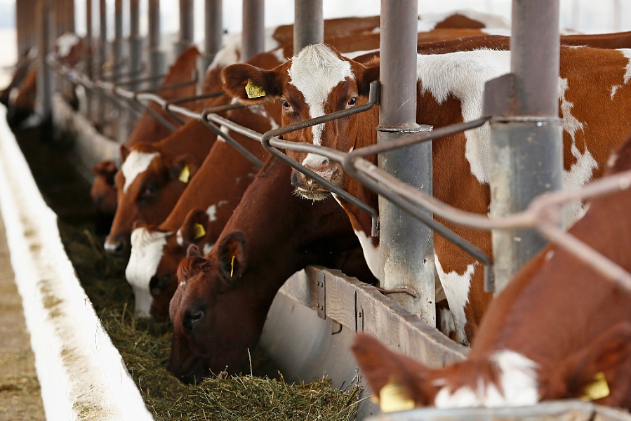 Производство мясной продукции на Кубани выросло на 57 тысяч тонн за пять лет
