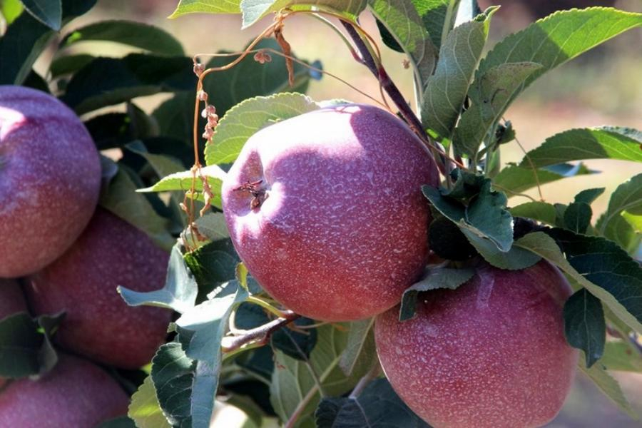 «Начинается битва за урожай», - в минсельхозе Кубани рассказали о сборе яблок