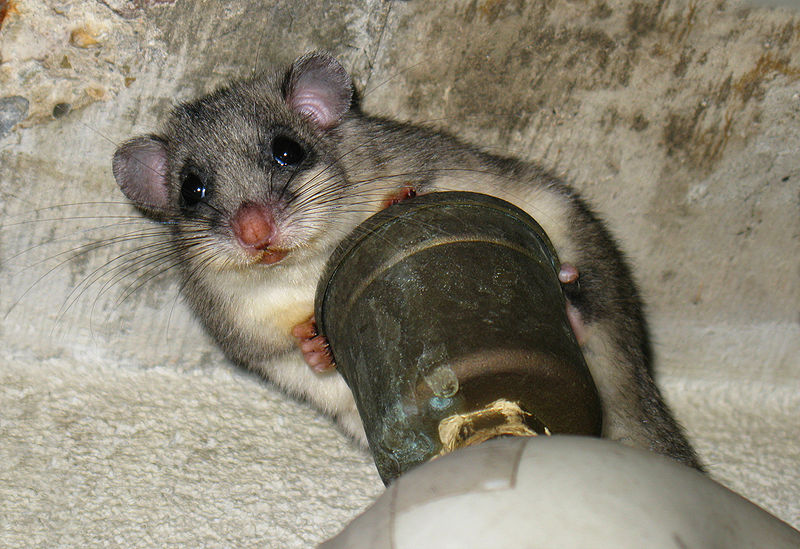 Ол өз мүшесін оның есесіне терең итеріп жібергені сонша, ол айқайлады.