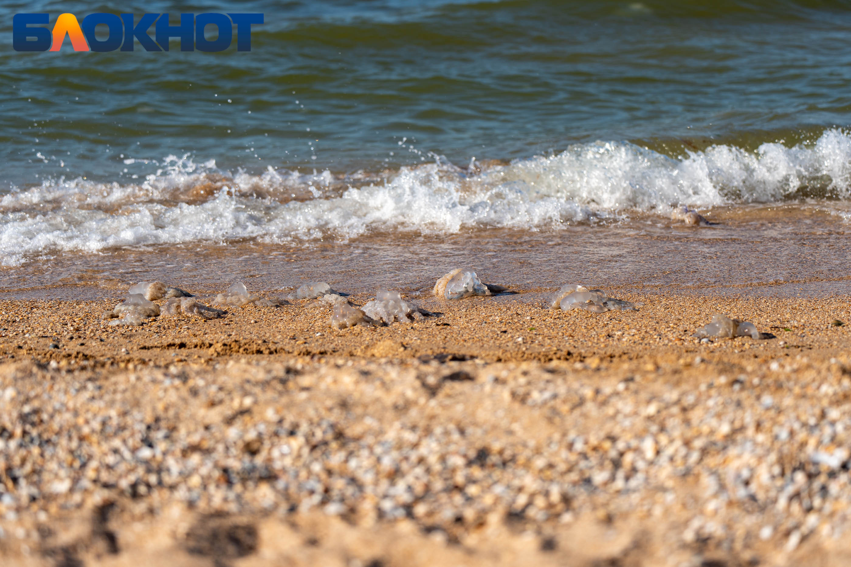 В Азовском море заметили нашествие медуз