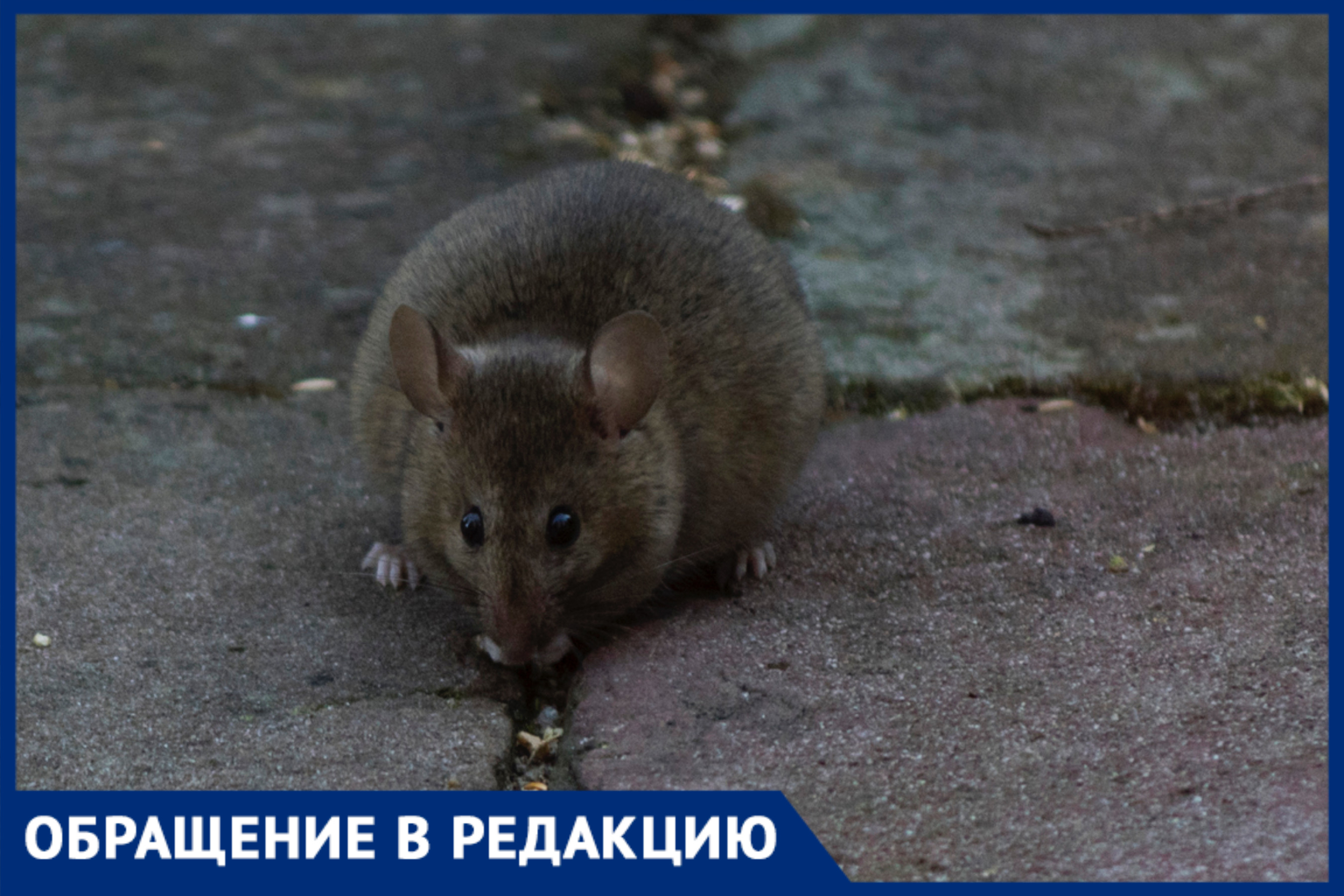 Огромные крысы в обморочном состоянии попали на видео в Краснодаре