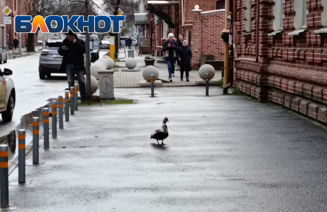 В Краснодаре утка вышла за помощью к людям