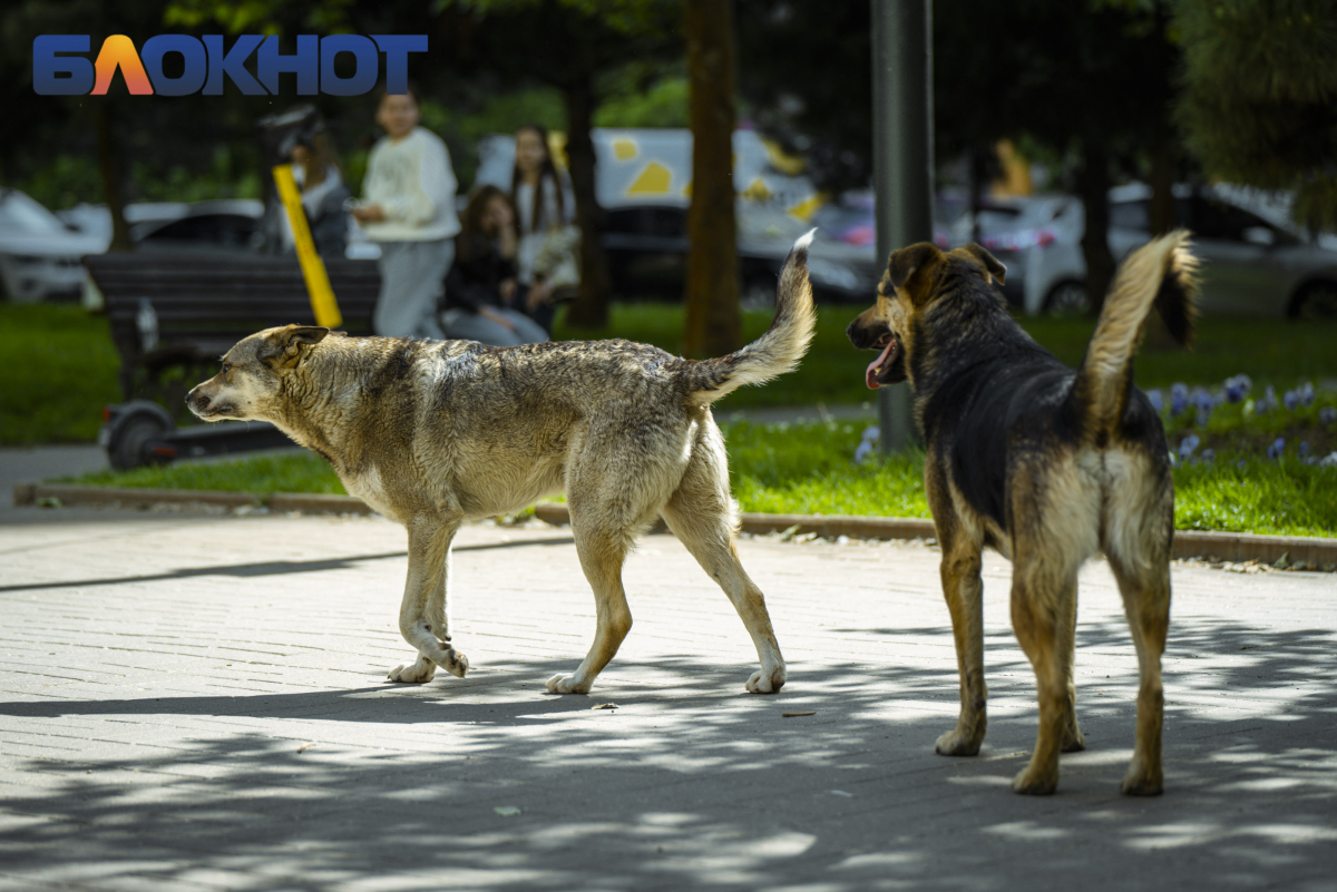 Краснодарские зоозащитники помешали городским властям забрать агрессивных  собак в Юбилейном