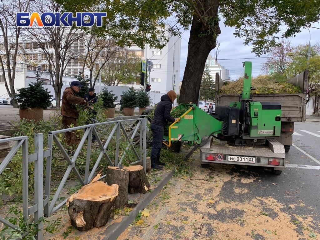 Рядом с администрацией Краснодара упало дерево: мэр ввёл режим повышенной  готовности