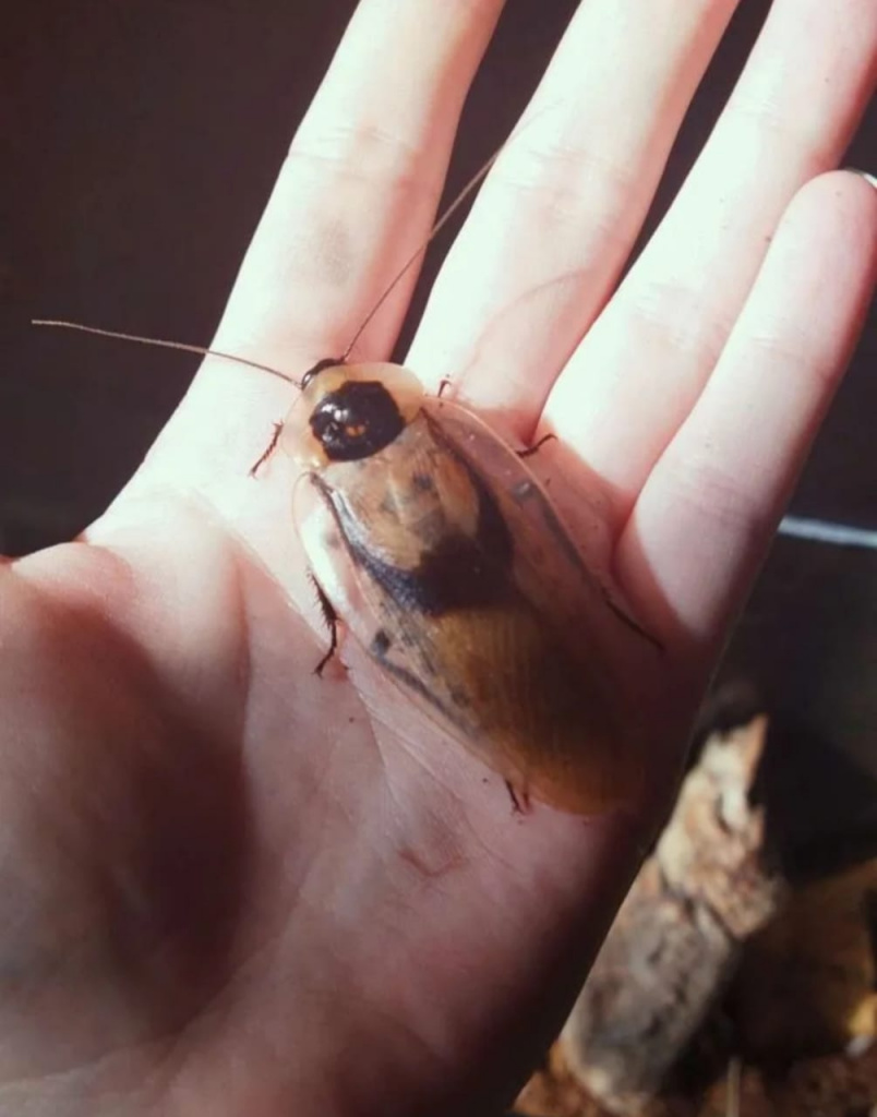 Мертвая голова и социальные драмы»: зачем краснодарка разводит тараканов в  квартире