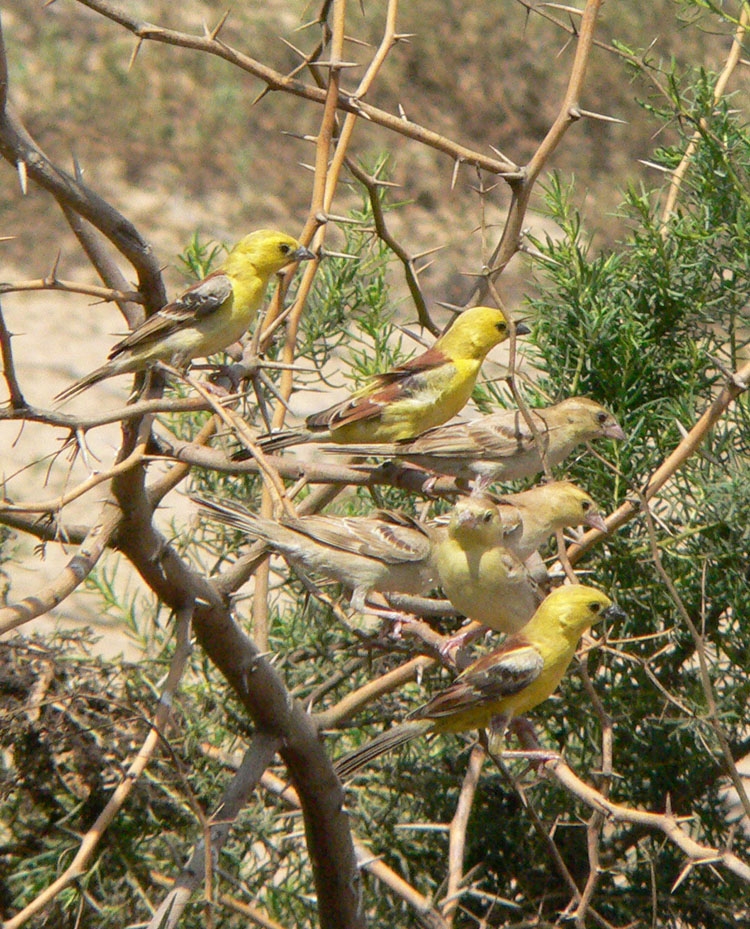 Passer_luteus_flock_Red_Sea_Sudan.jpg