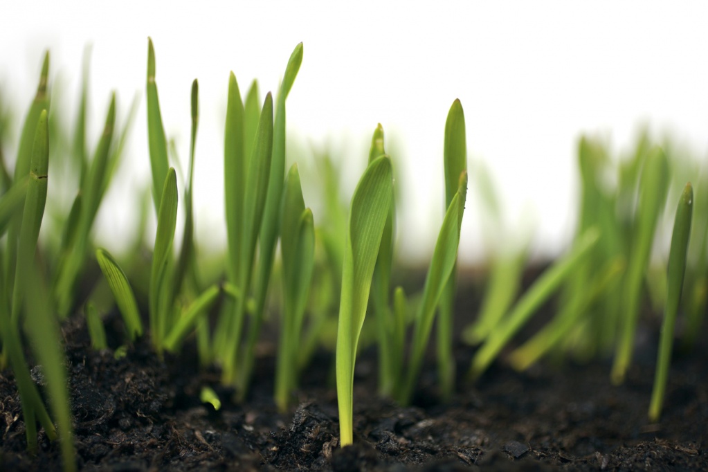 Young plants.jpg
