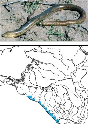 желтопухик троксийский.jpg