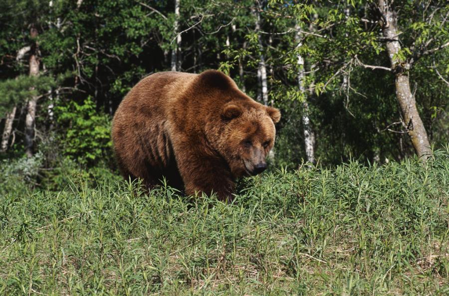 Кавказский бурый медведь.jpg